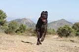 CANE CORSO 108